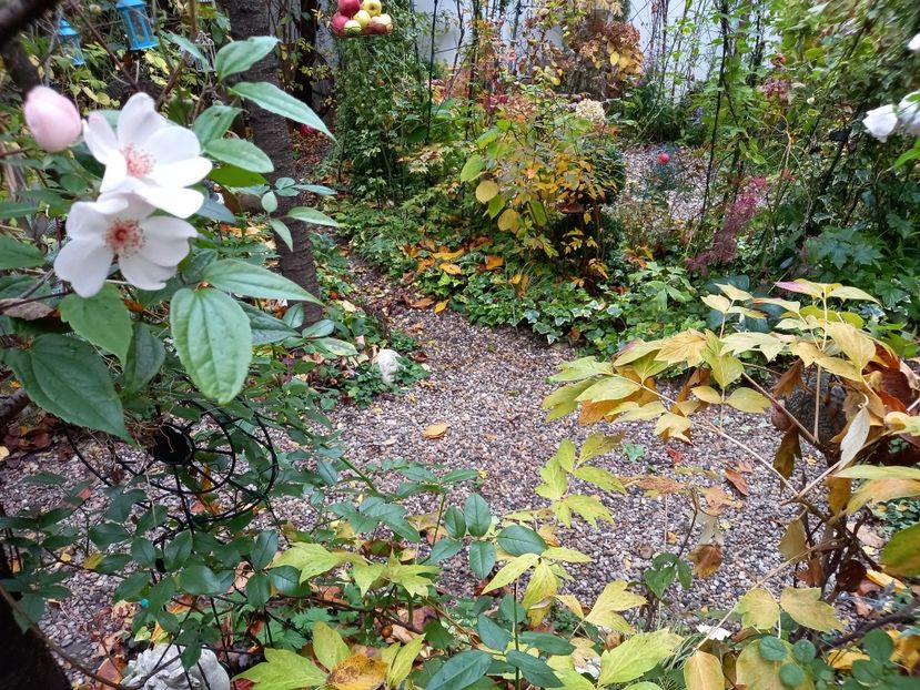  - Grădina 2022 continuare 4