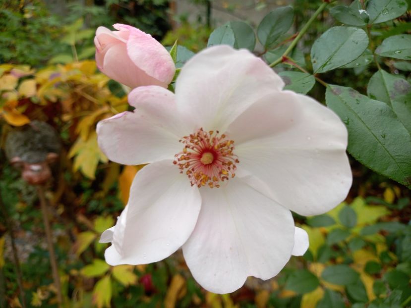  - Grădina 2022 continuare 4