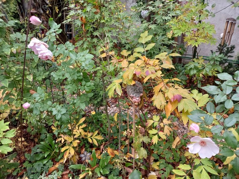  - Grădina 2022 continuare 4