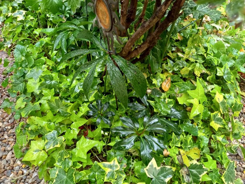  - Grădina 2022 continuare 4