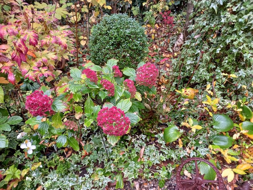  - Grădina 2022 continuare 4