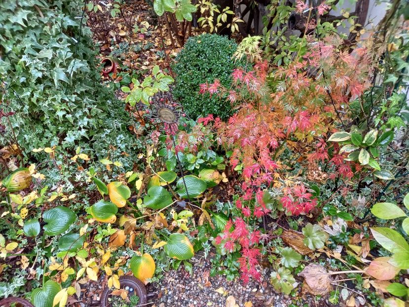  - Grădina 2022 continuare 4