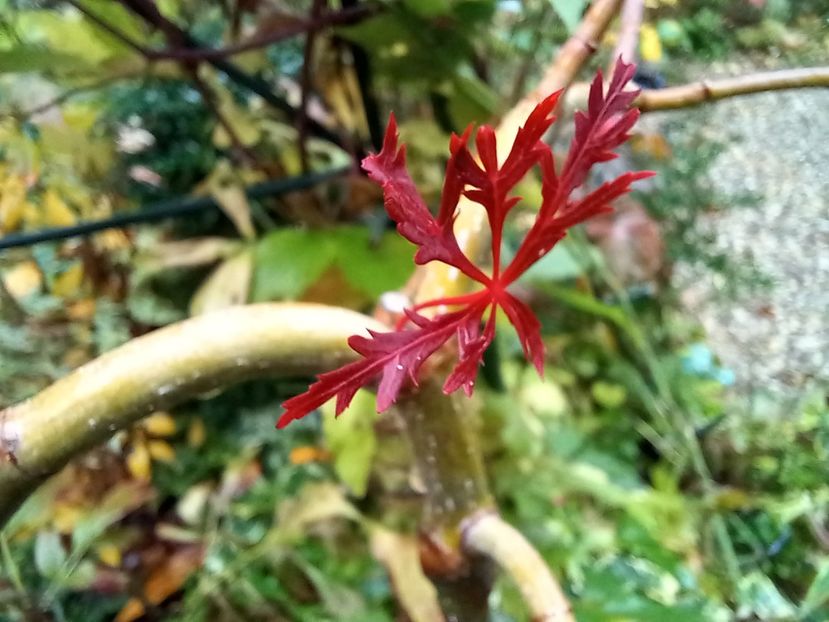 Hana Matoi - Grădina 2022 continuare 4