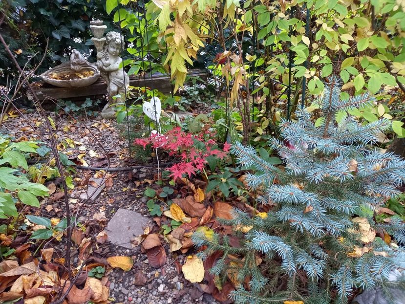 Acer Atropurpureum - Grădina 2022 continuare 4