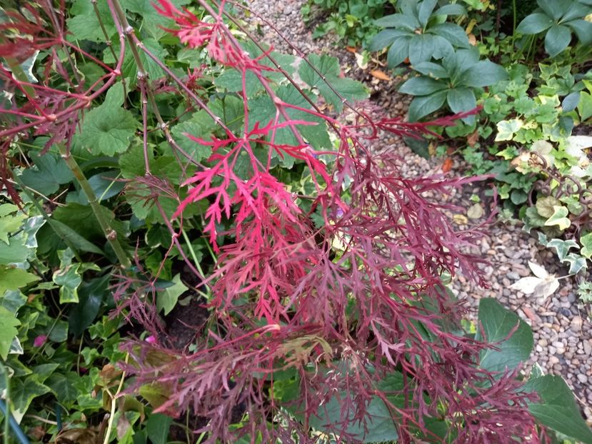 Acer palmatum "Hana Matoi" - Grădina 2022 continuare 4