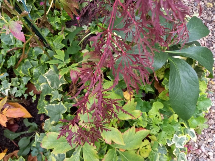  - Grădina 2022 continuare 4