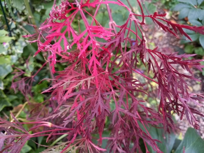  - Grădina 2022 continuare 4