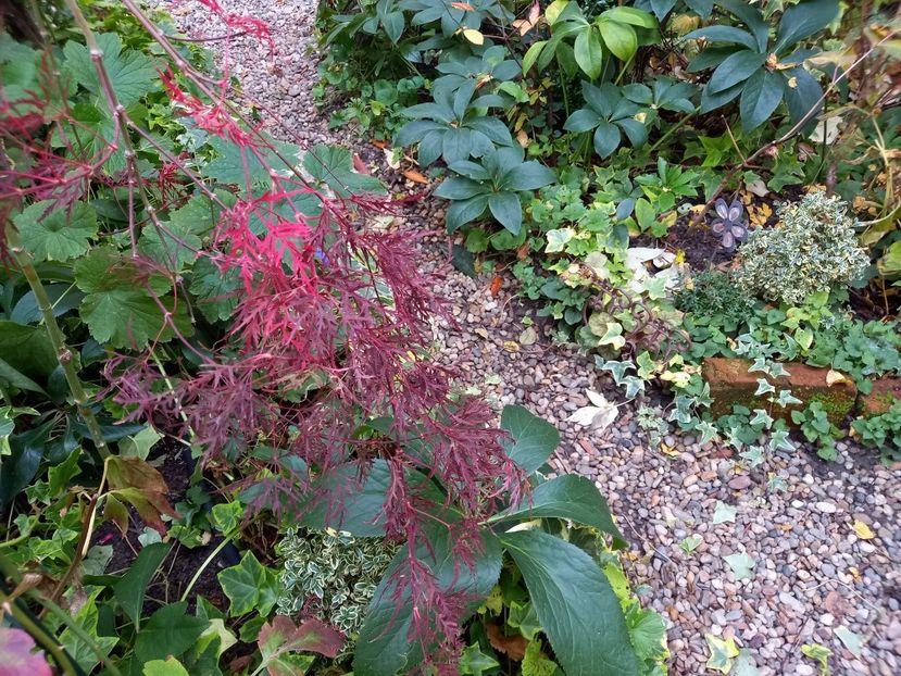  - Grădina 2022 continuare 4