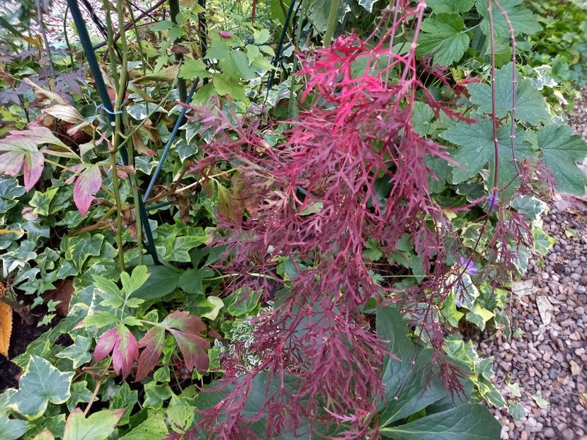  - Grădina 2022 continuare 4