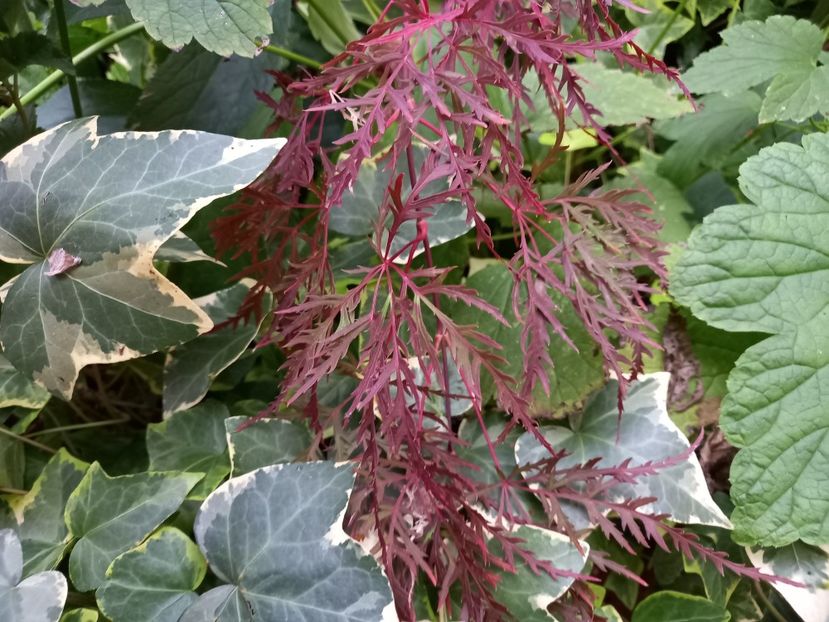  - Grădina 2022 continuare 4