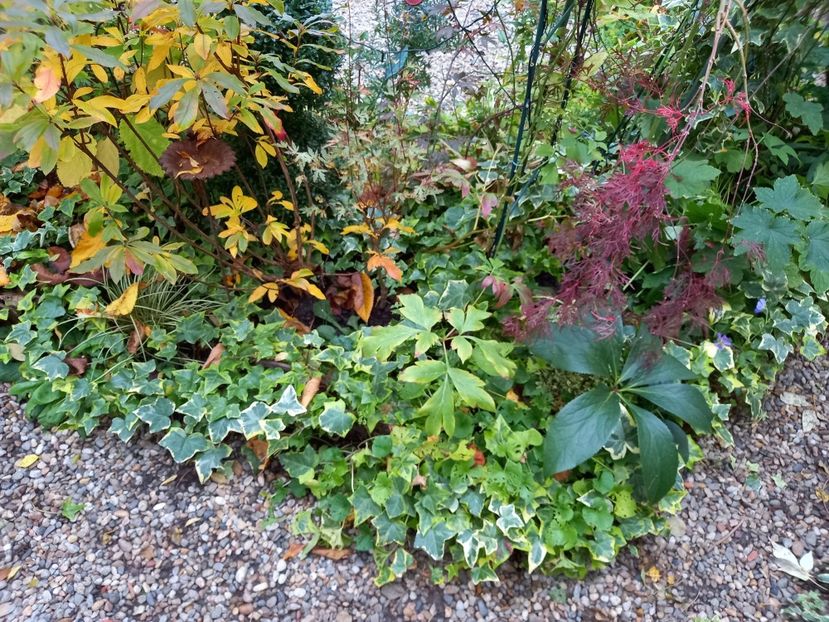  - Grădina 2022 continuare 4