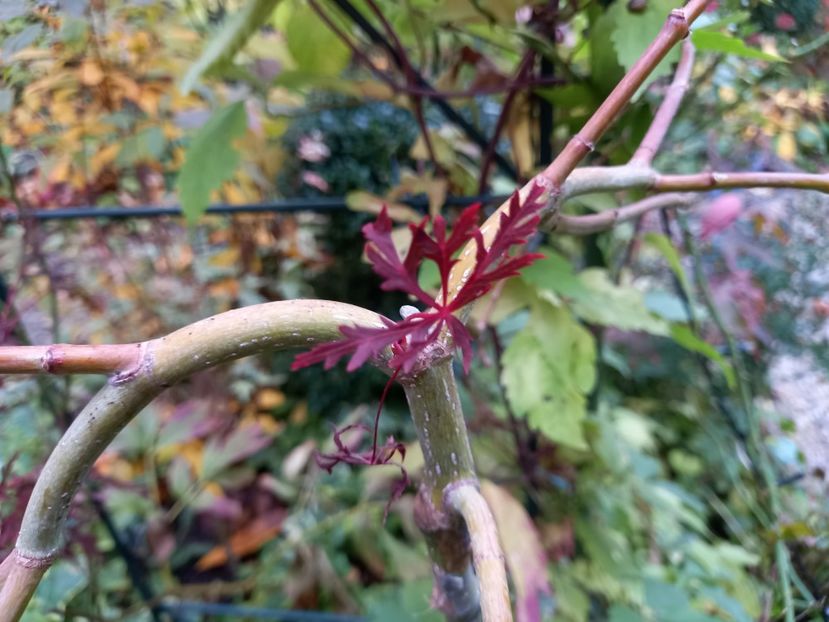  - Grădina 2022 continuare 4