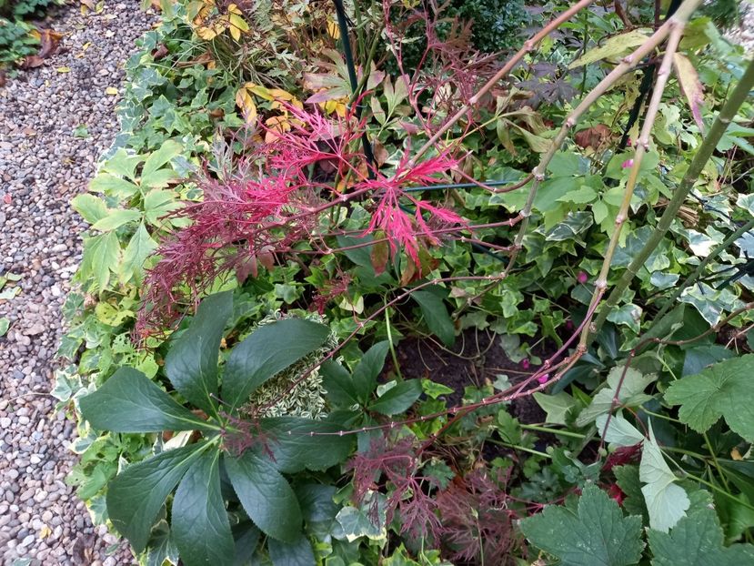  - Grădina 2022 continuare 4