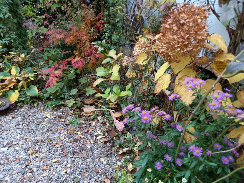  - Grădina 2022 continuare 4