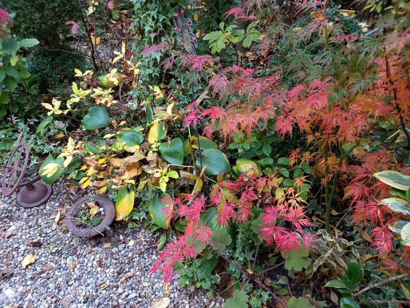 Acer Seiryu - Grădina 2022 continuare 4