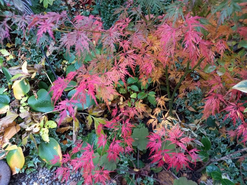  - Grădina 2022 continuare 4