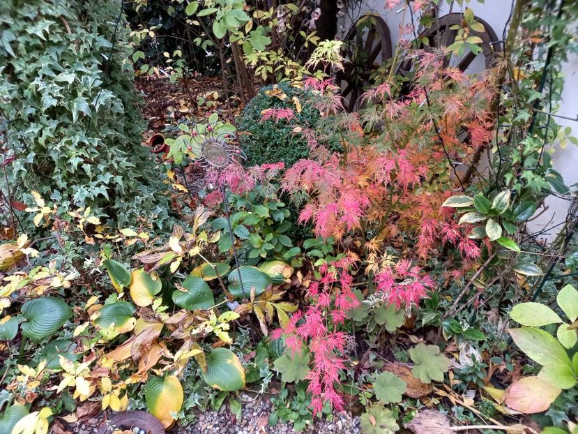  - Grădina 2022 continuare 4