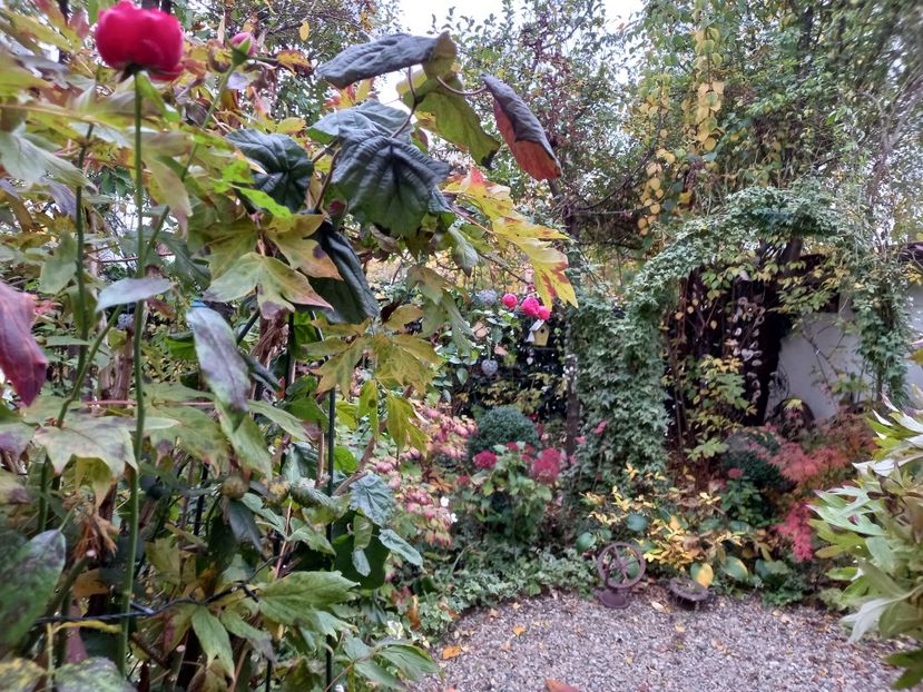  - Grădina 2022 continuare 4