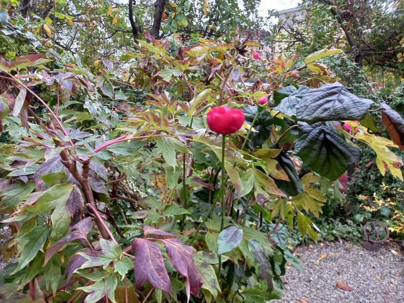  - Grădina 2022 continuare 4