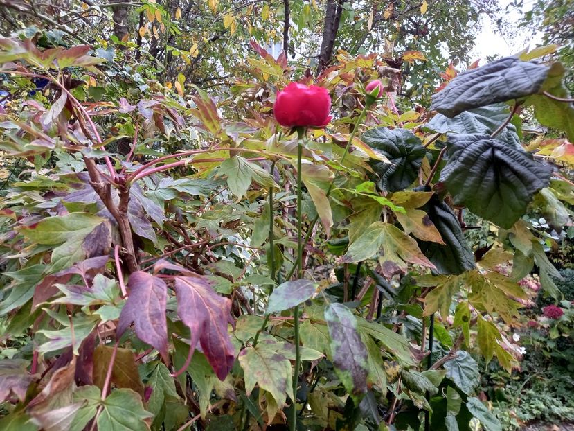  - Grădina 2022 continuare 4