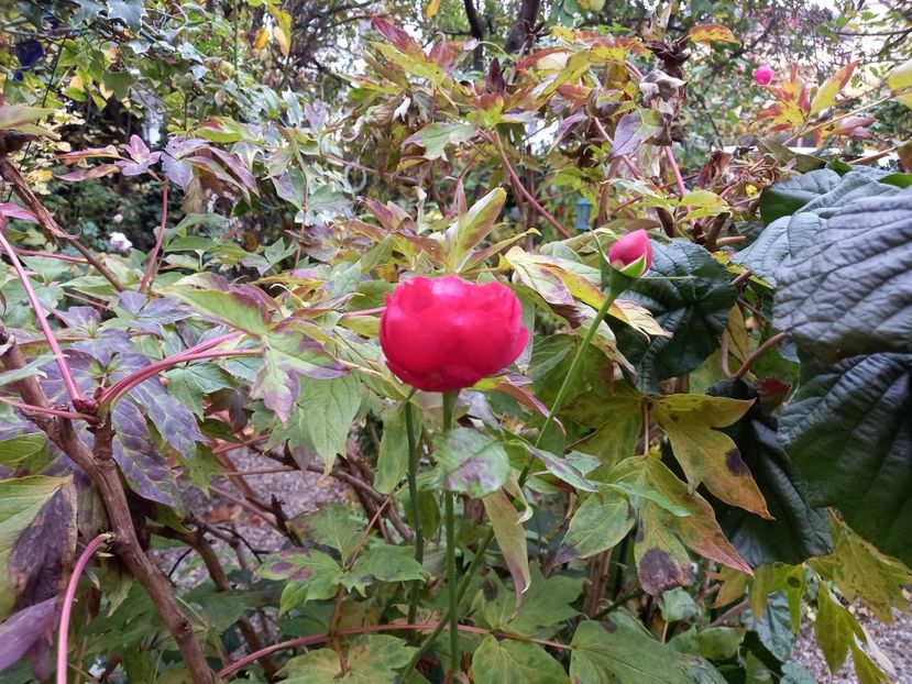 Out of Rosenheim - Grădina 2022 continuare 4