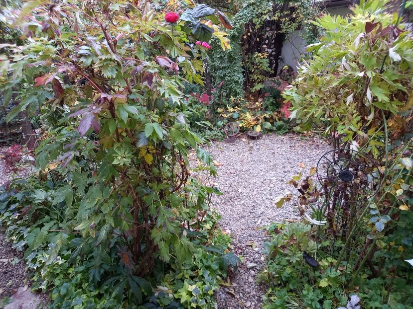  - Grădina 2022 continuare 4