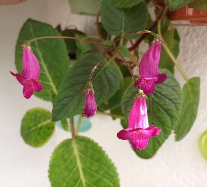  - Linişte şi flori