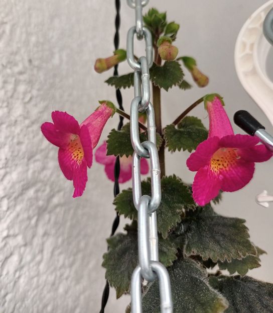  - Linişte şi flori