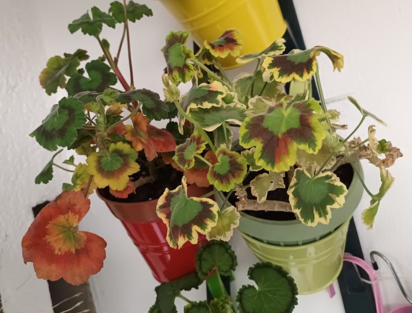  - Linişte şi flori