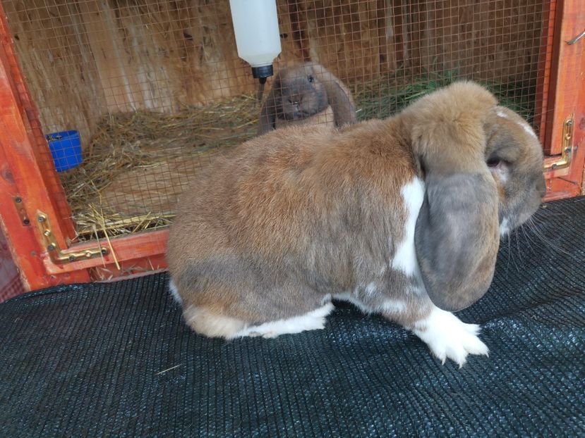 1.0 thuringer mantulat - 1_4_ARHIVA_IEPURI