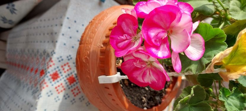  - Muscate 5noiembrie 2022