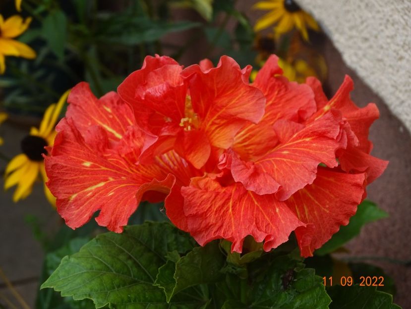  - Hibiscusi
