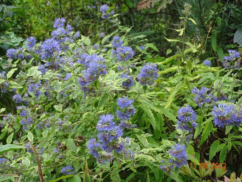  - Copacei si arbusti 2022