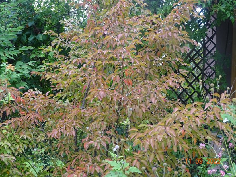  - Copacei si arbusti 2022