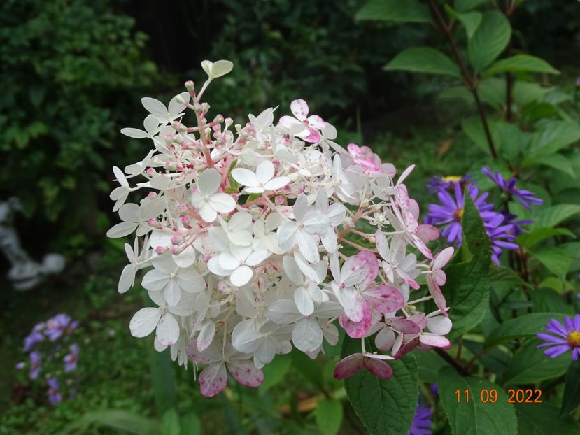  - Copacei si arbusti 2022