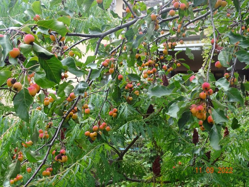  - Copacei si arbusti 2022