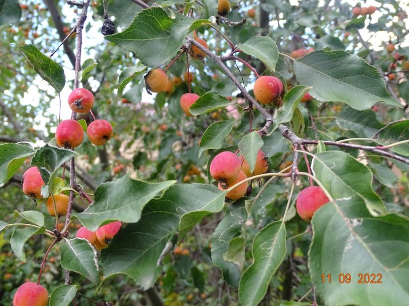  - Copacei si arbusti 2022