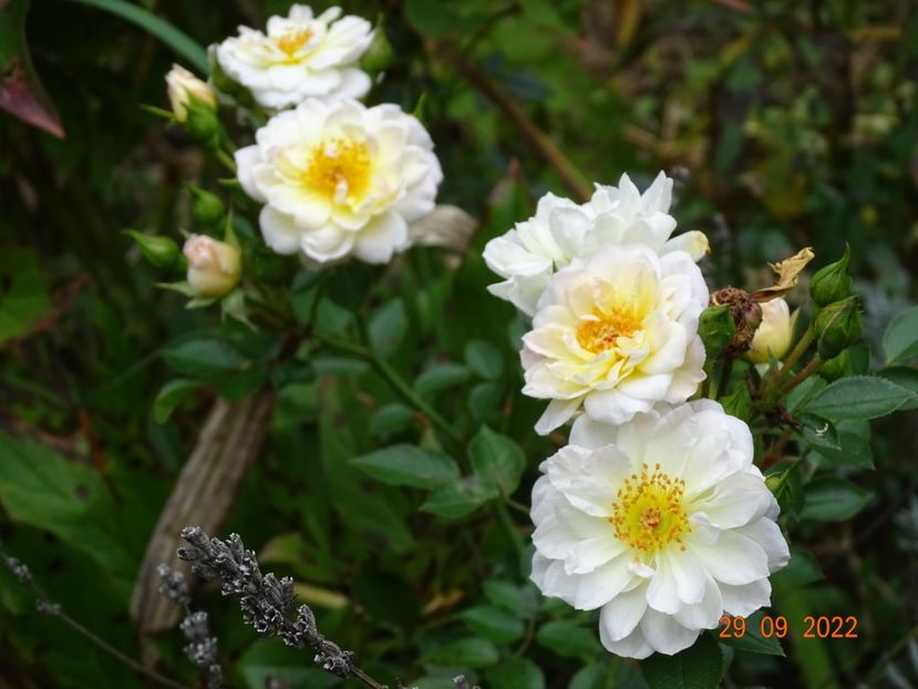  - Trandafiri 2022 1