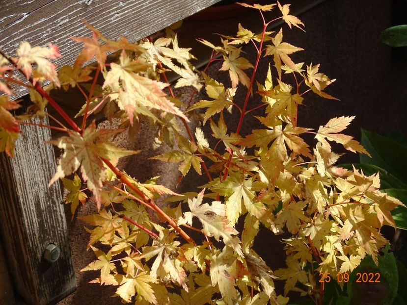  - Copacei si arbusti 2022