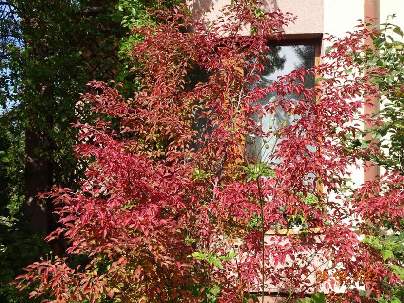  - Copacei si arbusti 2022