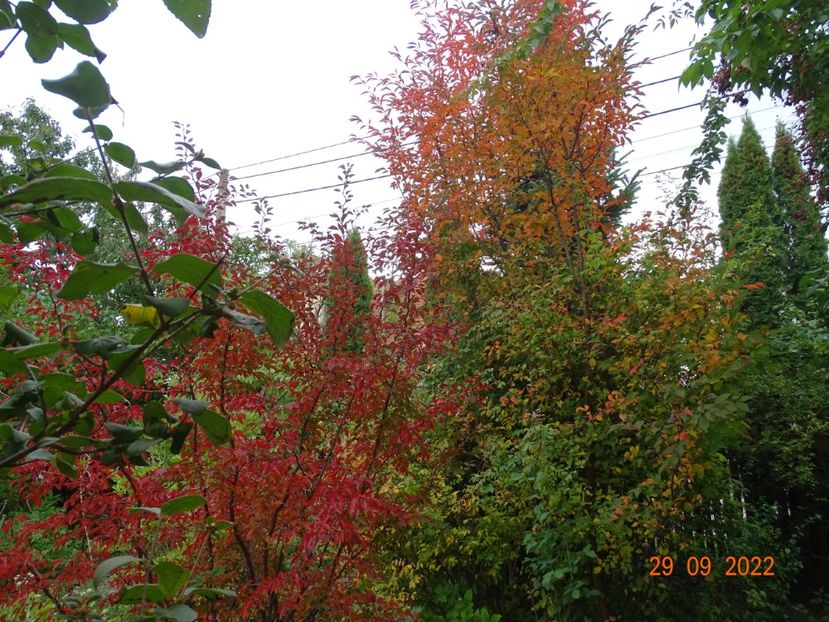  - Copacei si arbusti 2022