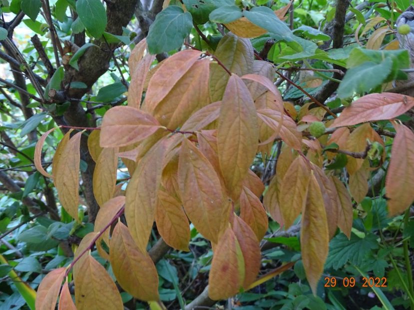  - Copacei si arbusti 2022