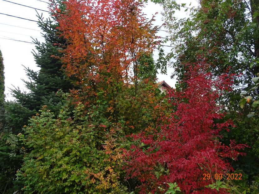  - Copacei si arbusti 2022