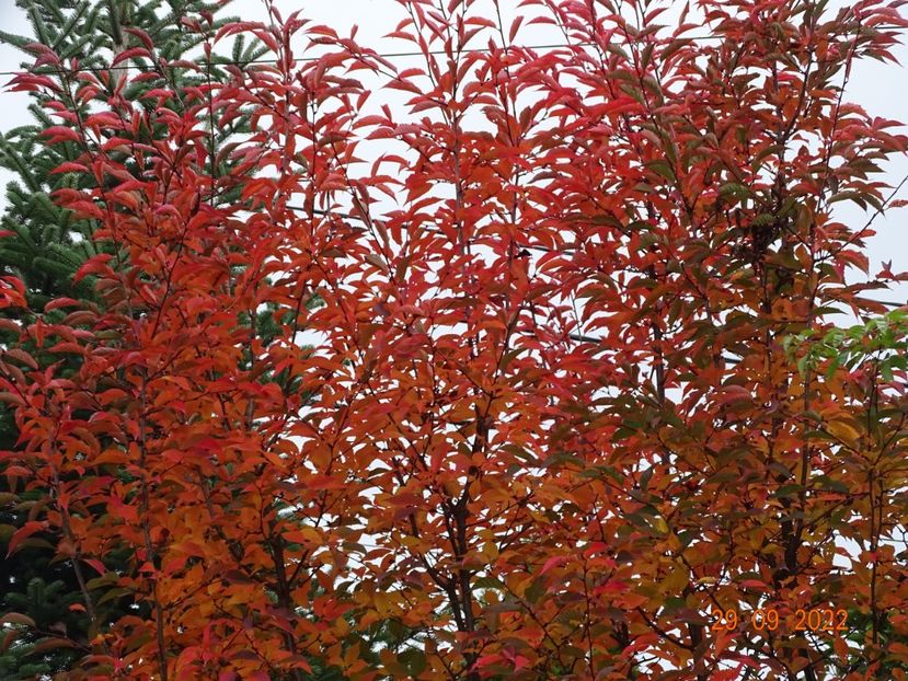  - Copacei si arbusti 2022