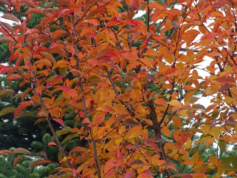  - Copacei si arbusti 2022