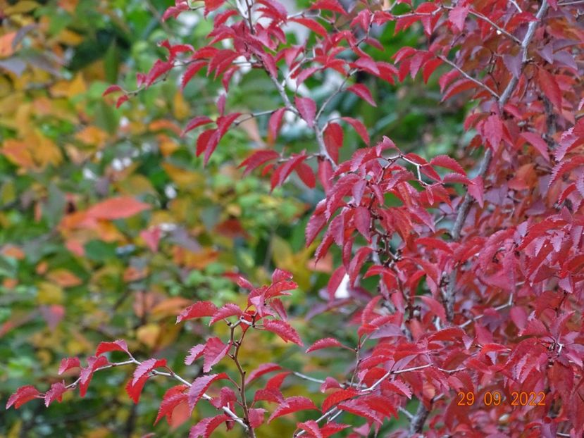  - Copacei si arbusti 2022