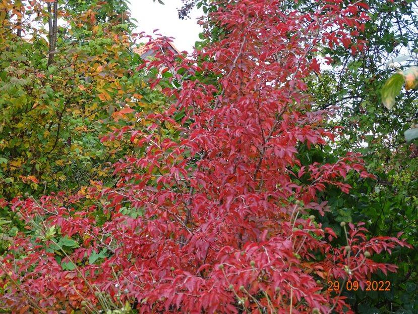  - Copacei si arbusti 2022