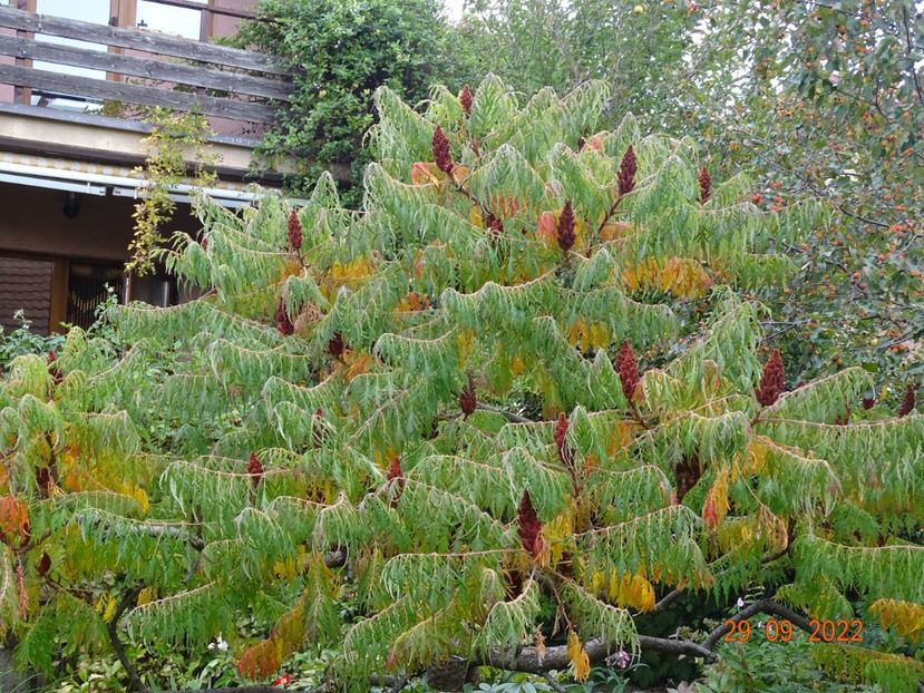  - Copacei si arbusti 2022