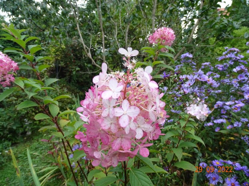  - Copacei si arbusti 2022