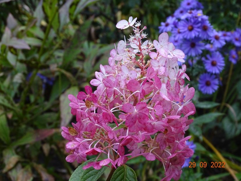  - Copacei si arbusti 2022